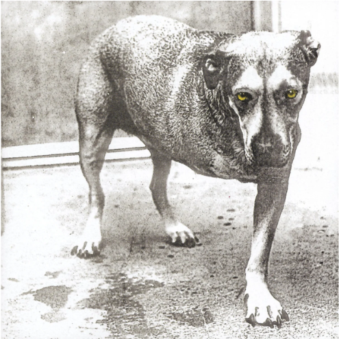 Alice In Chains - Alice In Chains (Réédition 30ème Anniversaire) [Vinyle Couleur] [2LP]